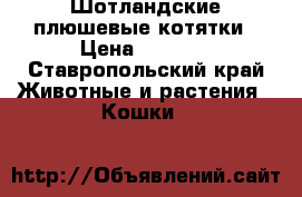 Шотландские плюшевые котятки › Цена ­ 1 000 - Ставропольский край Животные и растения » Кошки   